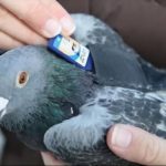 Nový spôsob zdieľania súborov – Pigeon upload
